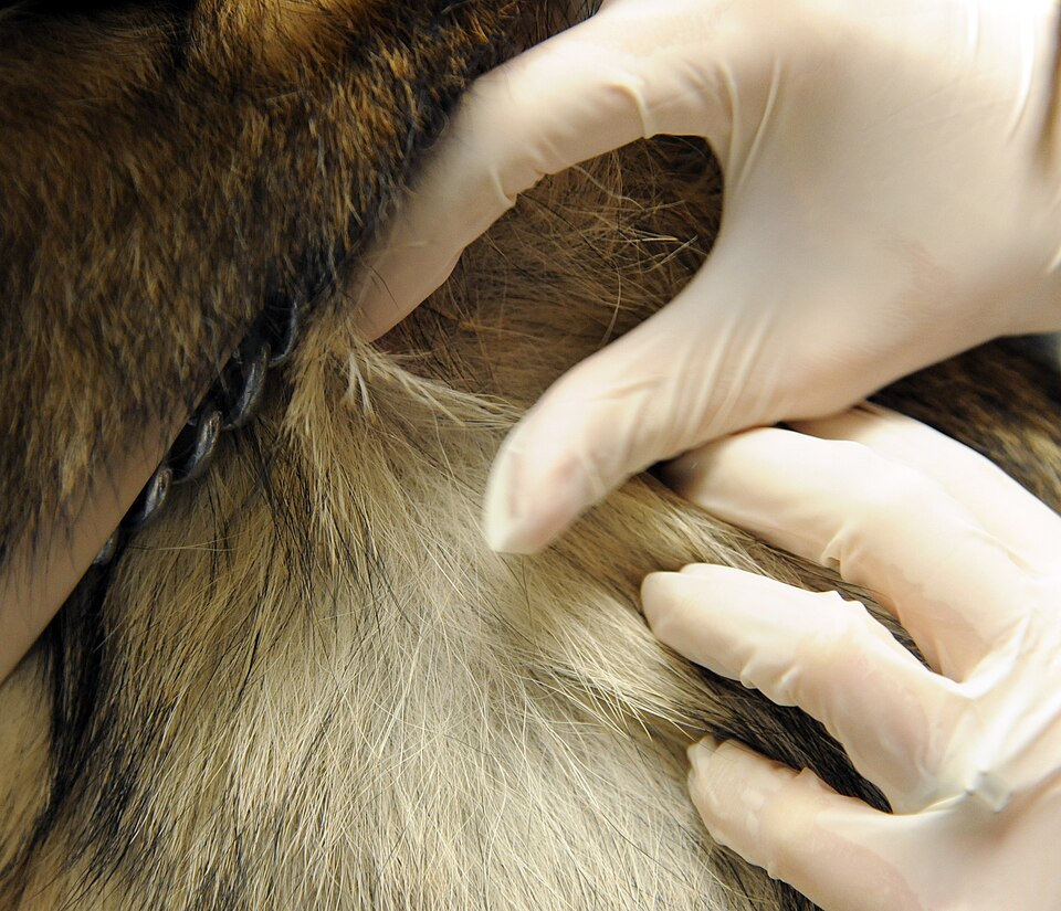 Veterinary team member working in a clinical setting