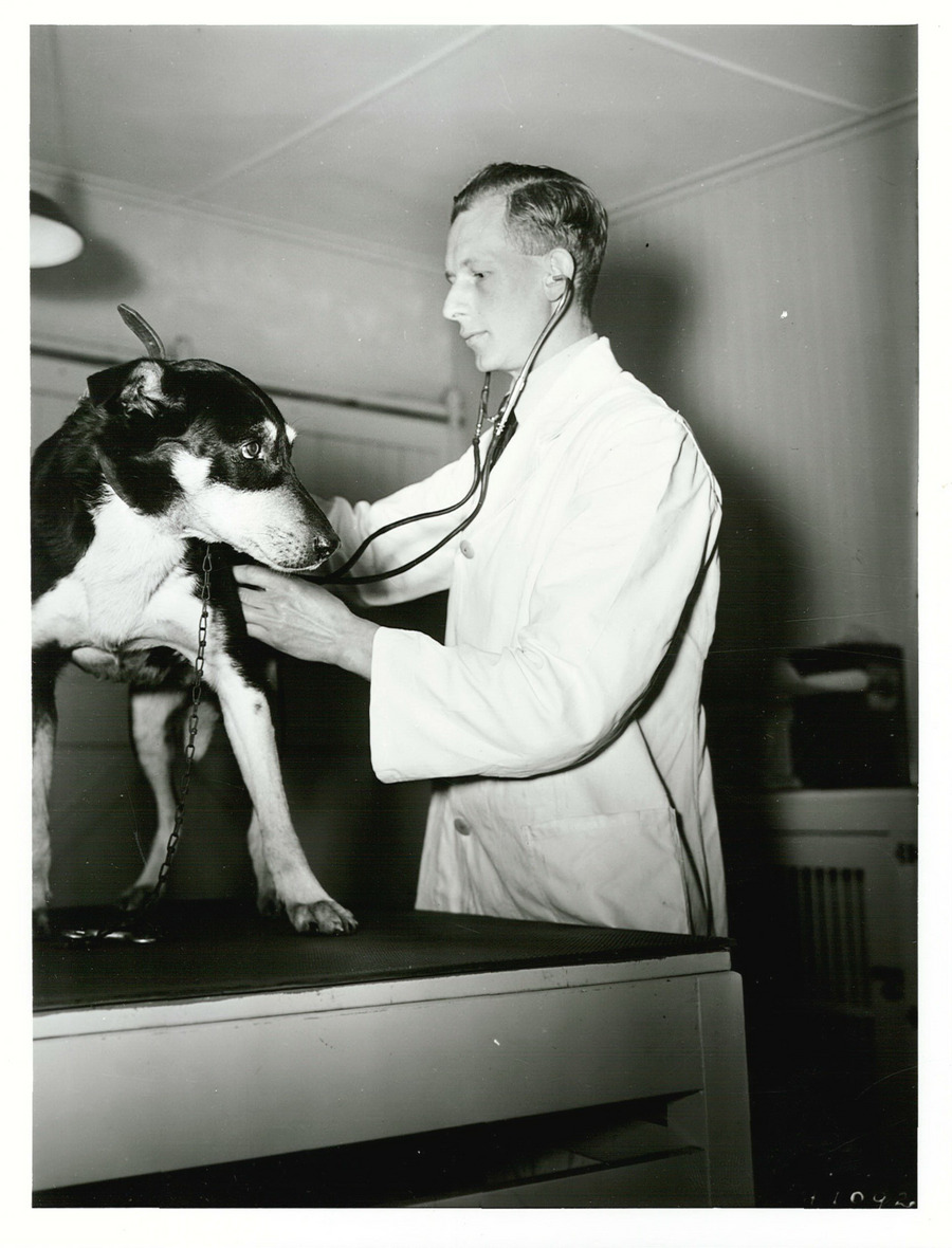 A dog being gently examined at an animal clinic