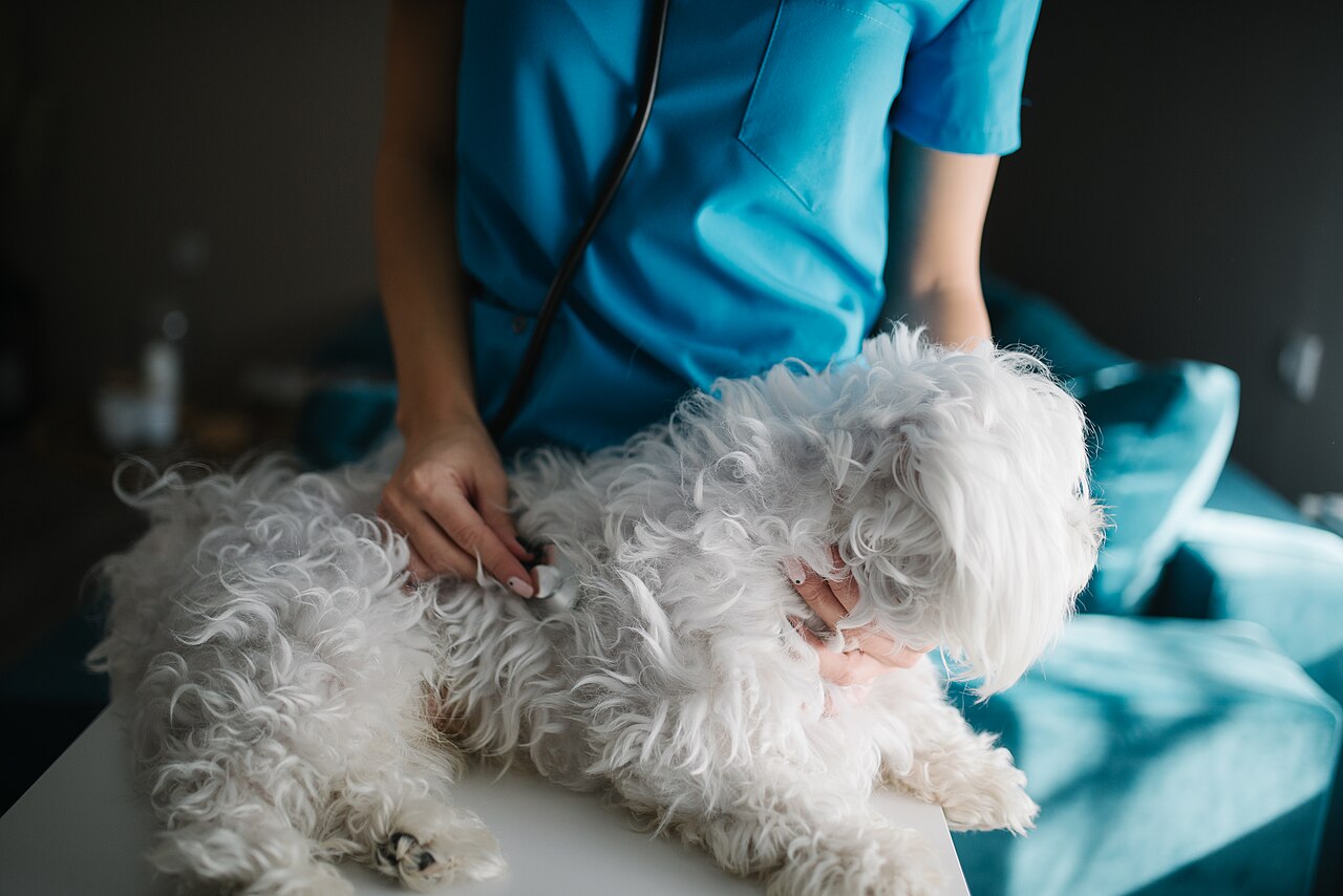 Veterinarian examining a small dog with a stethoscope during a wellness visit