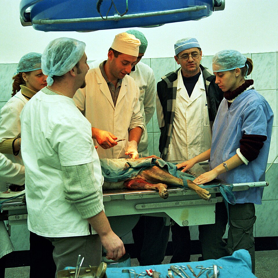 Veterinary team performing a surgical procedure on a dog