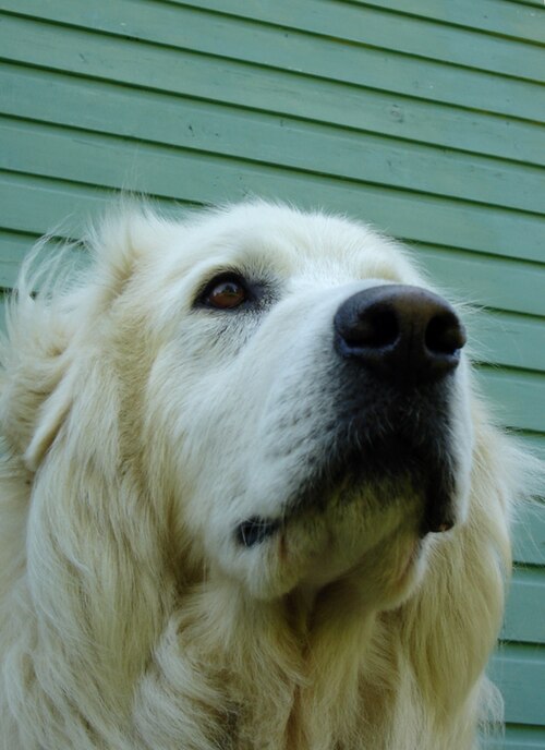 Golden retriever during a calm outdoor wellness moment